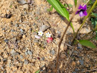 가야산아낙님의 모임 반장님 칭찬해요 · 참여글 작성글 사진