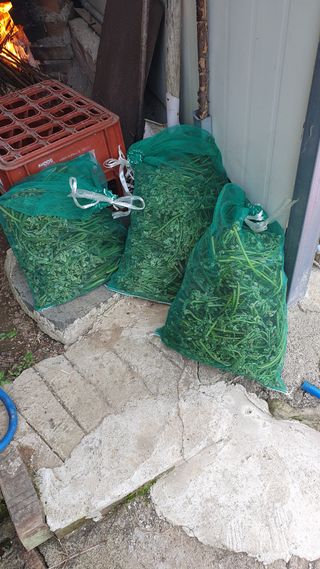 다온아띠농원 장현호님의 자유주제 · 자유게시판 작성글 사진