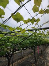 팜모닝 포도·병해충상담 게시글 이미지