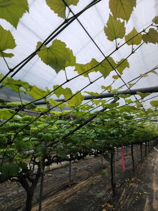 송박님의 포도 · 병해충상담 작성글 사진