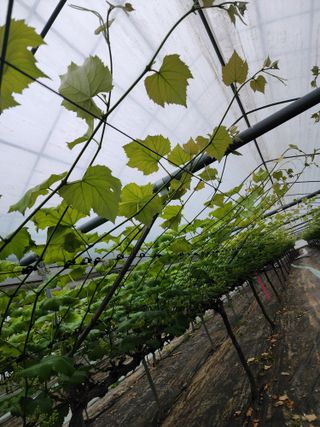 송박님의 포도 · 병해충상담 작성글 사진