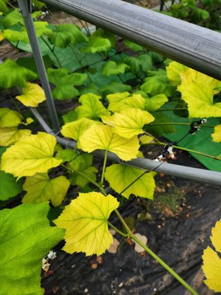 송박님의 포도 · 병해충상담 작성글 사진