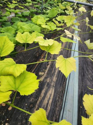 송박님의 포도 · 병해충상담 작성글 사진