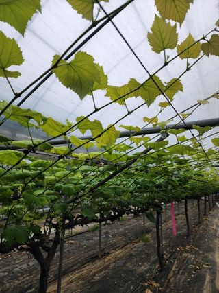 송박님의 포도 · 병해충상담 작성글 사진