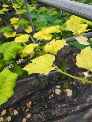 송박님의 포도 · 병해충상담 작성글 사진