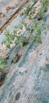 팜모닝 자유주제·자유게시판 게시글 이미지