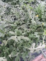 팜모닝 자유주제·자유게시판 게시글 이미지