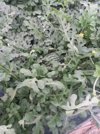 박영석님의 자유주제 · 자유게시판 작성글 사진