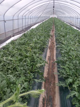 박영석님의 자유주제 · 자유게시판 작성글 사진