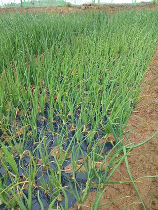 막노동님의 양파 · 병해충상담 작성글 사진