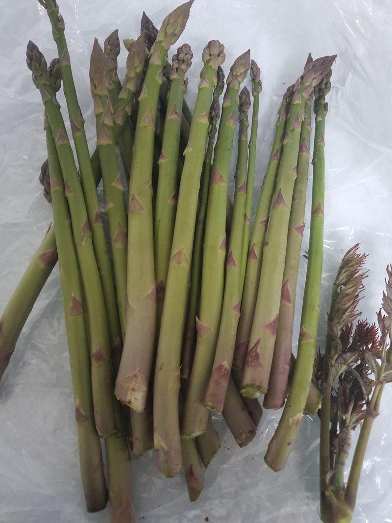 복숭아14374님의 장터 판매 상품 [아스파라거스 1Kg] 첨부 사진