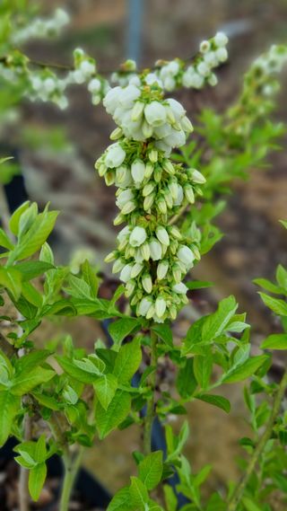 앙꼬르 블루베리님의 자유주제 · 사진전 작성글 사진