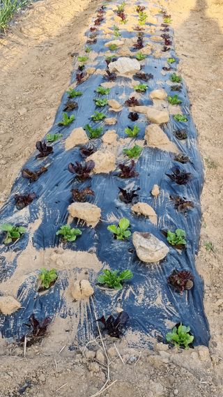 최언봉님의 자유주제 · 자유게시판 작성글 사진