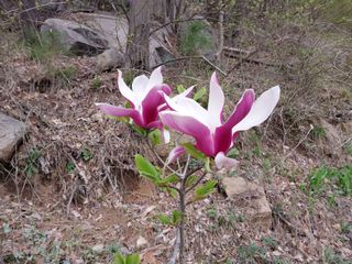 치자19496님의 자유주제 · 자유게시판 작성글 사진