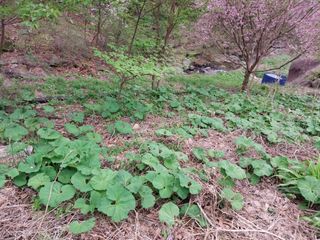 치자19496님의 자유주제 · 자유게시판 작성글 사진