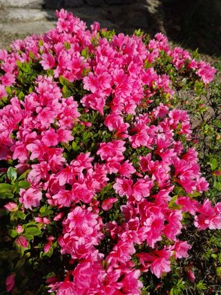 치자19496님의 자유주제 · 자유게시판 작성글 사진