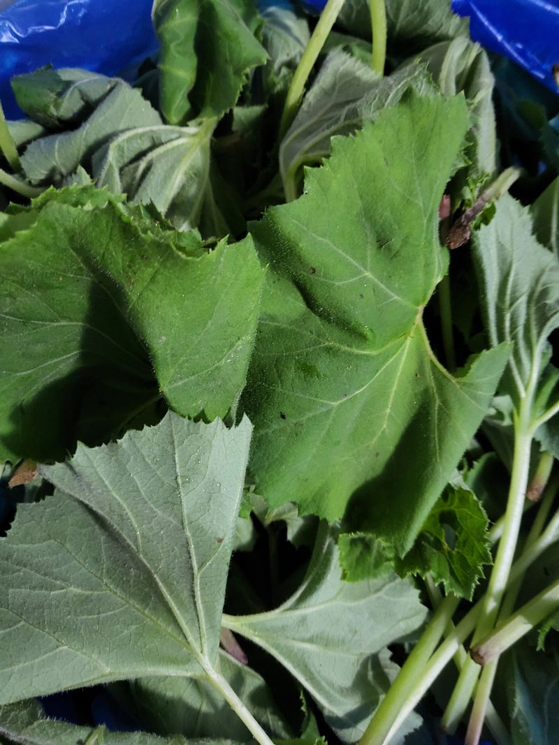 문보라님의 장터 판매 상품 [머위1킬로] 첨부 사진