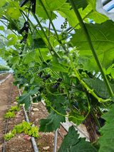 팜모닝 포도·영농일지 게시글 이미지