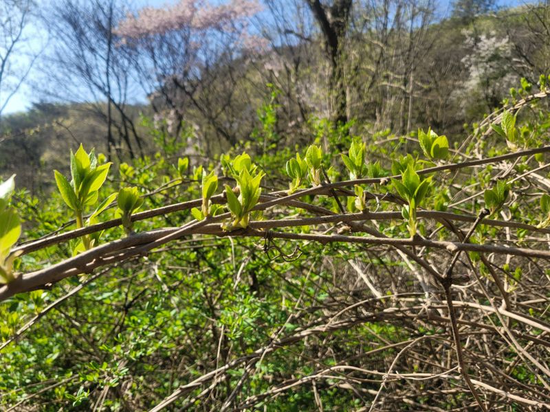 장터 상품 [[판매종료]다래순1kg] 썸네일