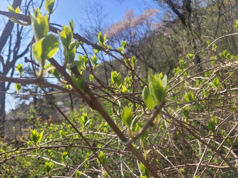 자연농원 순 강재옥님의 장터 판매 상품 [[판매종료]다래순1kg] 첨부 사진