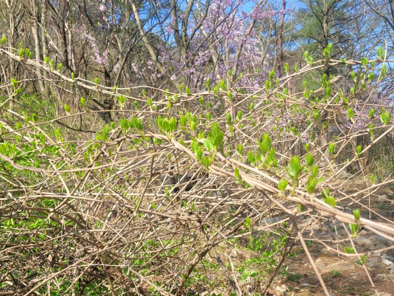 자연농원 순 강재옥님의 장터 판매 상품 [[판매종료]다래순1kg] 첨부 사진