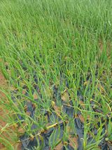 팜모닝 양파·병해충상담 게시글 이미지