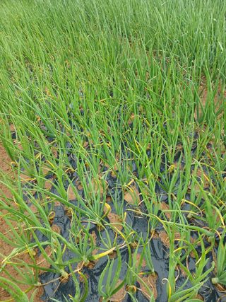 막노동님의 양파 · 병해충상담 작성글 사진