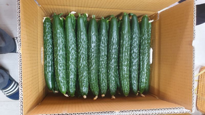 김인선님의 장터 판매 상품 [낙동 가시오이 10키로] 첨부 사진