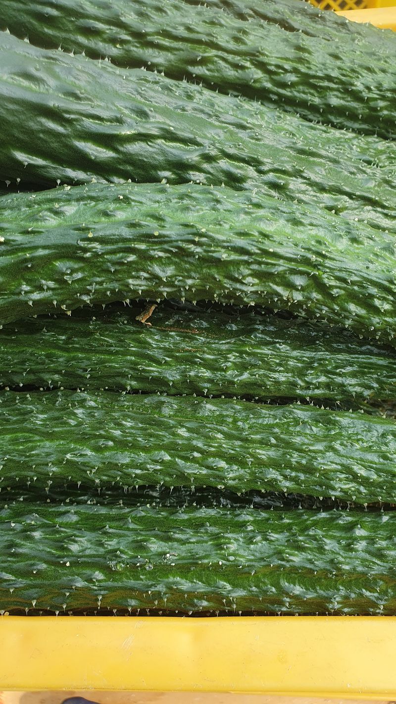 김인선님의 장터 판매 상품 [낙동 가시오이 10키로] 첨부 사진