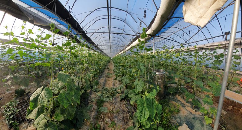 김인선님의 장터 판매 상품 [낙동 가시오이 10키로] 첨부 사진