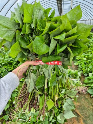 김동수님의 고구마 · 자유게시판 작성글 사진