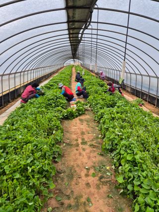 김동수님의 고구마 · 자유게시판 작성글 사진