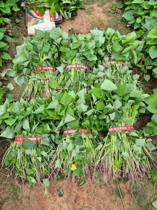 김동수님의 고구마 · 자유게시판 작성글 사진