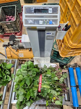 김동수님의 고구마 · 자유게시판 작성글 사진