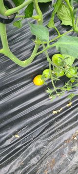 팜모닝 자유주제·자유게시판 게시글 이미지