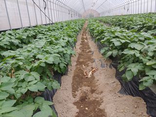 고영호님의 감자 · 영농일지 작성글 사진