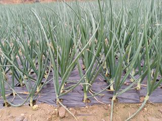 고영호님의 양파 · 영농일지 작성글 사진