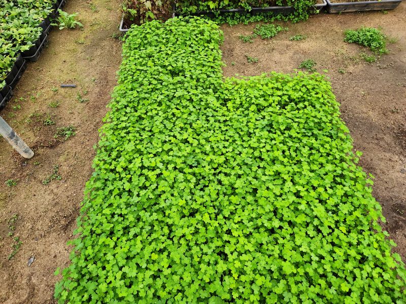 장터 상품 [방풍묘 105공] 썸네일