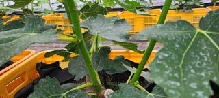 정오농장님의 자유주제 · 자유게시판 작성글 사진