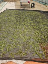 팜모닝 기타작물·영농일지 게시글 이미지