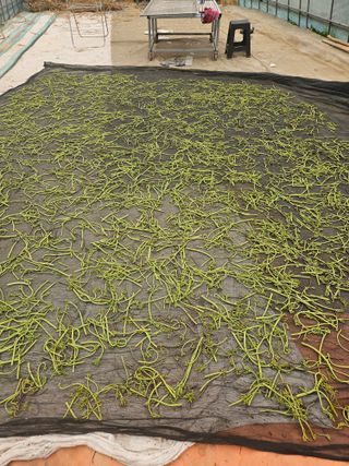 땅끝해남님의 기타작물 · 영농일지 작성글 사진