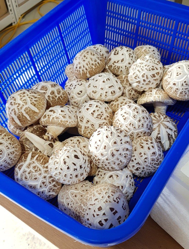 양파님의 장터 판매 상품 [생 백화고 (5월3일)나옵니다.예약만받습니다.] 첨부 사진