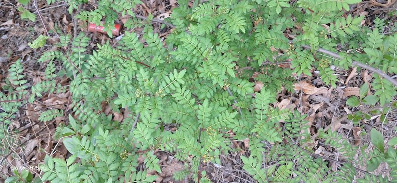 이현주<숲속의농원>님의 장터 판매 상품 [제피잎 200g] 첨부 사진