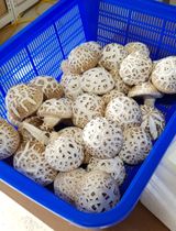 팜모닝 버섯·자연재해•동물피해 게시글 이미지