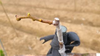 산양삼님의 자유주제 · 자유게시판 작성글 사진