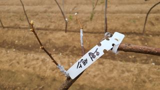 산양삼님의 자유주제 · 자유게시판 작성글 사진