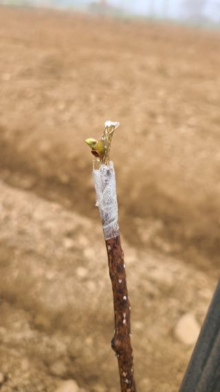 산양삼님의 자유주제 · 자유게시판 작성글 사진