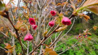 산양삼님의 자유주제 · 자유게시판 작성글 사진