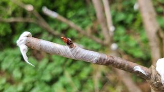 산양삼님의 자유주제 · 자유게시판 작성글 사진
