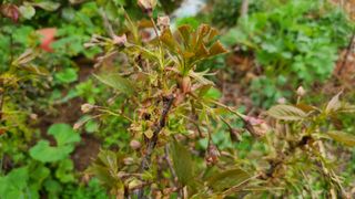 산양삼님의 자유주제 · 자유게시판 작성글 사진